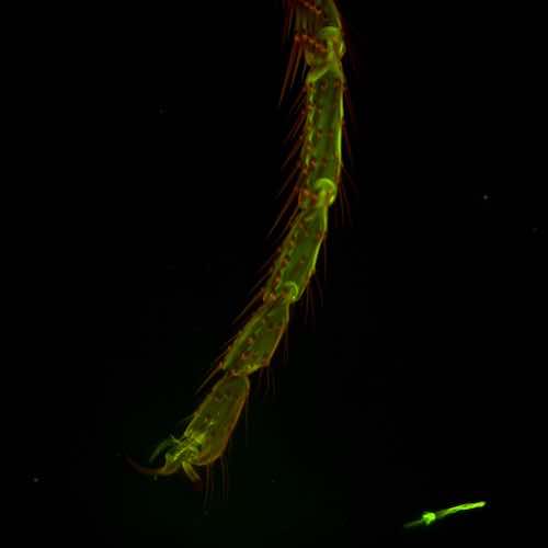 aurox confocal microscope MAX_Drosophila_Foreleg_2020-06-16_120844-T=0.jpg