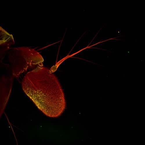 aurox confocal microscope MAX_Drosophila_Tenticle_2020-06-16_115807-T=0.jpg