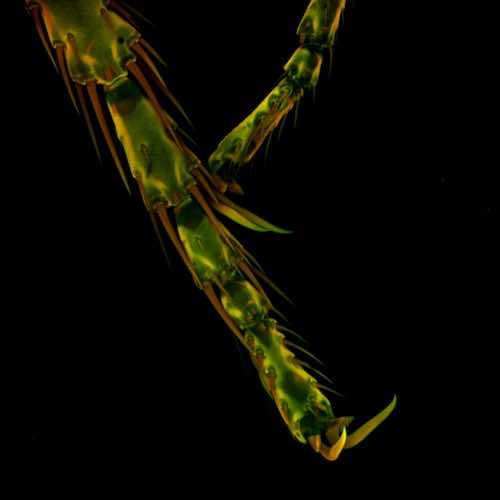 aurox confocal microscope MAX_Flea_Leg_2020-06-16_124226-T=0.jpg