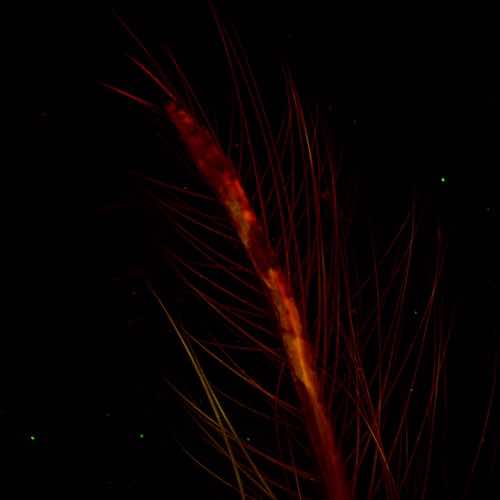 aurox confocal microscope MAX_Mosquito_Leg_2020-06-16_131945-T=0.jpg