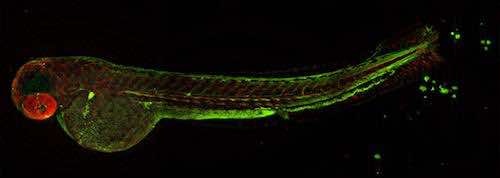 aurox confocal microscope Zebrafish6.jpg