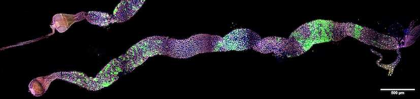 aurox confocal microscope drosophila_midgut_helsinki_tilescan.jpg